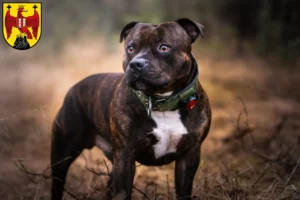 Mehr über den Artikel erfahren Staffordshire Bull Terrier Züchter und Welpen im Burgenland