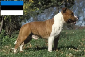 Mehr über den Artikel erfahren Staffordshire Bull Terrier Züchter und Welpen in Estland