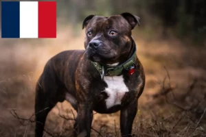 Mehr über den Artikel erfahren Staffordshire Bull Terrier Züchter und Welpen in Frankreich