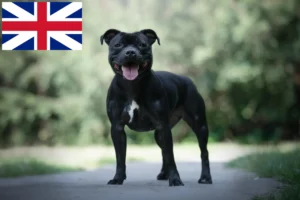 Mehr über den Artikel erfahren Staffordshire Bull Terrier Züchter und Welpen in Großbritannien