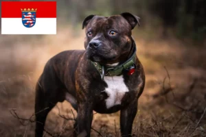 Mehr über den Artikel erfahren Staffordshire Bull Terrier Züchter und Welpen in Hessen