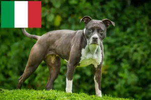 Mehr über den Artikel erfahren Staffordshire Bull Terrier Züchter und Welpen in Italien