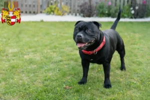 Mehr über den Artikel erfahren Staffordshire Bull Terrier Züchter und Welpen in Kärnten