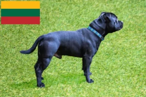 Mehr über den Artikel erfahren Staffordshire Bull Terrier Züchter und Welpen in Litauen