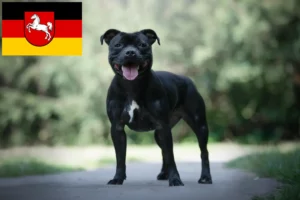 Mehr über den Artikel erfahren Staffordshire Bull Terrier Züchter und Welpen in Niedersachsen