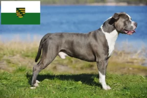 Mehr über den Artikel erfahren Staffordshire Bull Terrier Züchter und Welpen in Sachsen