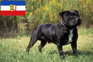 Mehr über den Artikel erfahren Staffordshire Bull Terrier Züchter und Welpen in Schleswig-Holstein