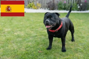 Mehr über den Artikel erfahren Staffordshire Bull Terrier Züchter und Welpen in Spanien