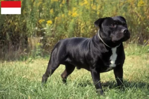 Mehr über den Artikel erfahren Staffordshire Bull Terrier Züchter und Welpen in Wien