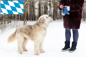 Mehr über den Artikel erfahren Südrussischer Ovtcharka Züchter und Welpen in Bayern