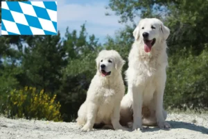 Mehr über den Artikel erfahren Tatra-Schäferhund Züchter und Welpen in Bayern