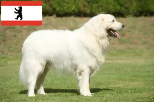 Mehr über den Artikel erfahren Tatra-Schäferhund Züchter und Welpen in Berlin