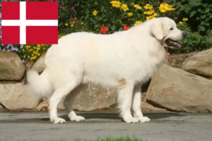 Read more about the article Tatra-Schäferhund Züchter und Welpen in Dänemark