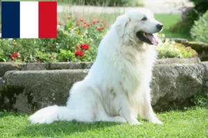 Mehr über den Artikel erfahren Tatra-Schäferhund Züchter und Welpen in Frankreich