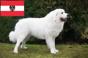 Read more about the article Tatra-Schäferhund Züchter und Welpen in Österreich