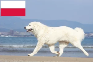 Mehr über den Artikel erfahren Tatra-Schäferhund Züchter und Welpen in Polen