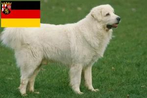 Read more about the article Tatra-Schäferhund Züchter und Welpen in Rheinland-Pfalz