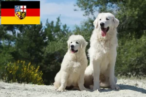 Mehr über den Artikel erfahren Tatra-Schäferhund Züchter und Welpen im Saarland