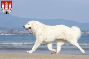 Mehr über den Artikel erfahren Tatra-Schäferhund Züchter und Welpen in Salzburg