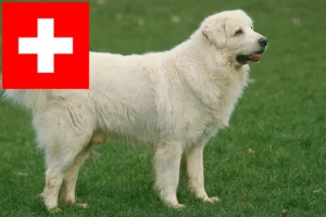 Mehr über den Artikel erfahren Tatra-Schäferhund Züchter und Welpen in der Schweiz