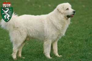 Mehr über den Artikel erfahren Tatra-Schäferhund Züchter und Welpen in der Steiermark