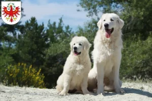 Mehr über den Artikel erfahren Tatra-Schäferhund Züchter und Welpen in Tirol