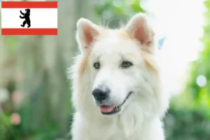 Mehr über den Artikel erfahren Thai Bangkaew Dog Züchter und Welpen in Berlin