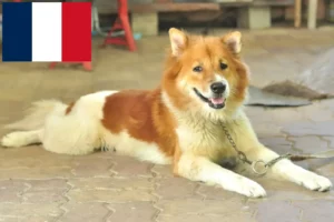 Mehr über den Artikel erfahren Thai Bangkaew Dog Züchter und Welpen in Frankreich