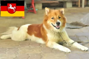 Mehr über den Artikel erfahren Thai Bangkaew Dog Züchter und Welpen in Niedersachsen