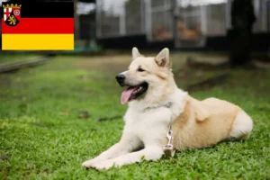 Mehr über den Artikel erfahren Thai Bangkaew Dog Züchter und Welpen in Rheinland-Pfalz