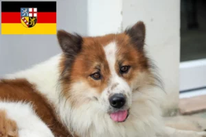 Mehr über den Artikel erfahren Thai Bangkaew Dog Züchter und Welpen im Saarland