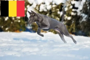 Mehr über den Artikel erfahren Thai Ridgeback Züchter und Welpen in Belgien