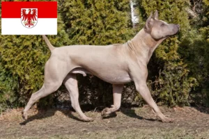 Mehr über den Artikel erfahren Thai Ridgeback Züchter und Welpen in Brandenburg