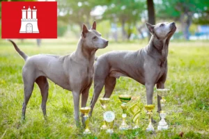 Mehr über den Artikel erfahren Thai Ridgeback Züchter und Welpen in Hamburg