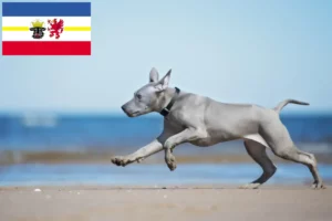 Mehr über den Artikel erfahren Thai Ridgeback Züchter und Welpen in Mecklenburg-Vorpommern