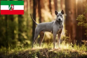 Mehr über den Artikel erfahren Thai Ridgeback Züchter und Welpen in Nordrhein-Westfalen