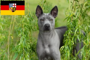 Mehr über den Artikel erfahren Thai Ridgeback Züchter und Welpen im Saarland