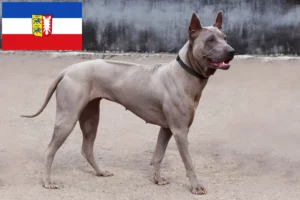 Mehr über den Artikel erfahren Thai Ridgeback Züchter und Welpen in Schleswig-Holstein