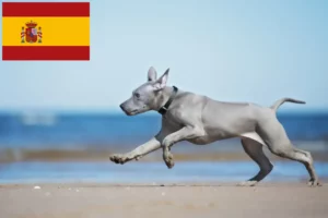 Mehr über den Artikel erfahren Thai Ridgeback Züchter und Welpen in Spanien