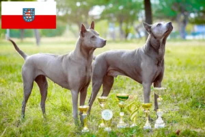 Mehr über den Artikel erfahren Thai Ridgeback Züchter und Welpen in Thüringen