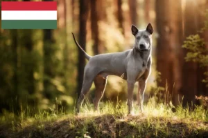 Mehr über den Artikel erfahren Thai Ridgeback Züchter und Welpen in Ungarn