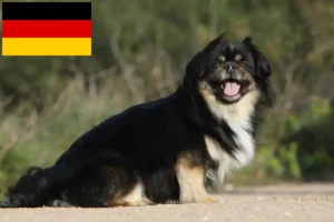 Mehr über den Artikel erfahren Tibet-Spaniel Züchter und Welpen in Deutschland