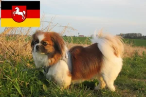 Mehr über den Artikel erfahren Tibet-Spaniel Züchter und Welpen in Niedersachsen