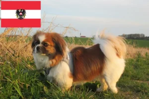 Mehr über den Artikel erfahren Tibet-Spaniel Züchter und Welpen in Österreich