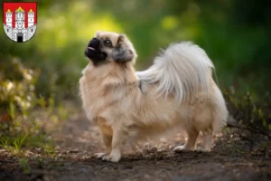 Mehr über den Artikel erfahren Tibet-Spaniel Züchter und Welpen in Salzburg