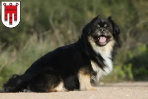 Mehr über den Artikel erfahren Tibet-Spaniel Züchter und Welpen in Vorarlberg