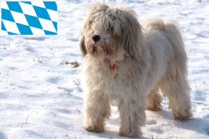 Mehr über den Artikel erfahren Tibet Terrier Züchter und Welpen in Bayern