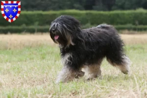 Mehr über den Artikel erfahren Tibet Terrier Züchter und Welpen in Centre-Val de Loire