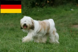Mehr über den Artikel erfahren Tibet Terrier Züchter und Welpen in Deutschland