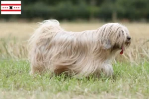 Mehr über den Artikel erfahren Tibet Terrier Züchter und Welpen in Drenthe